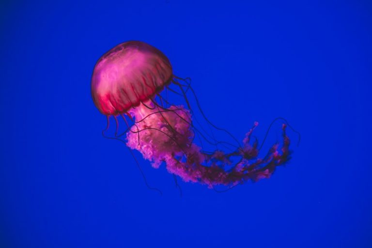 How to Cure a Jellyfish Sting