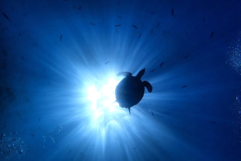 Best Scuba Diving Lights in 2022