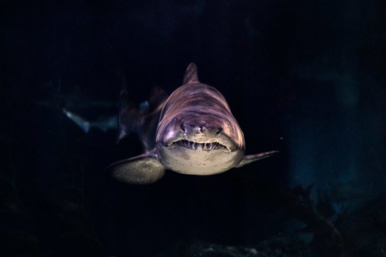 Sharks can smell blood from a long way away.